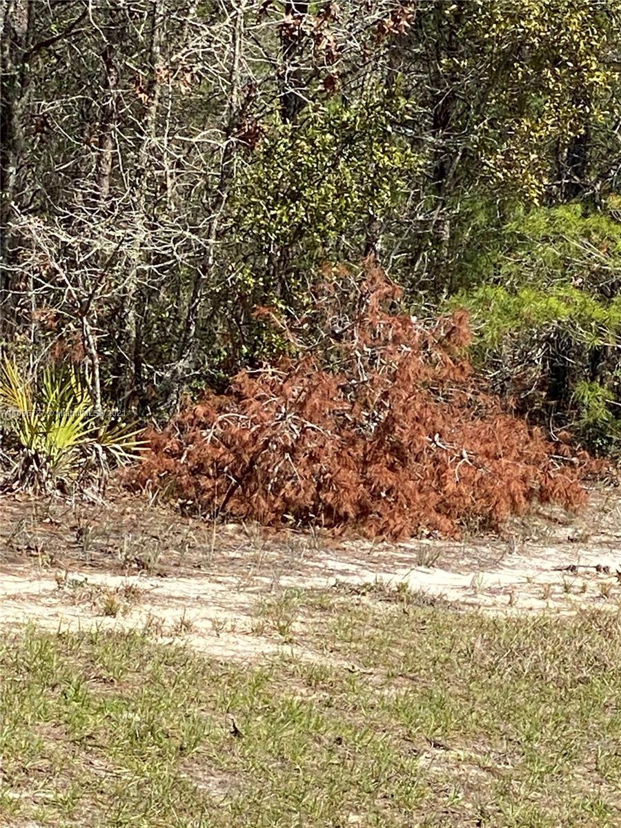 XXX XXX, Other City - In The State Of Florida FL 34473 photo 4