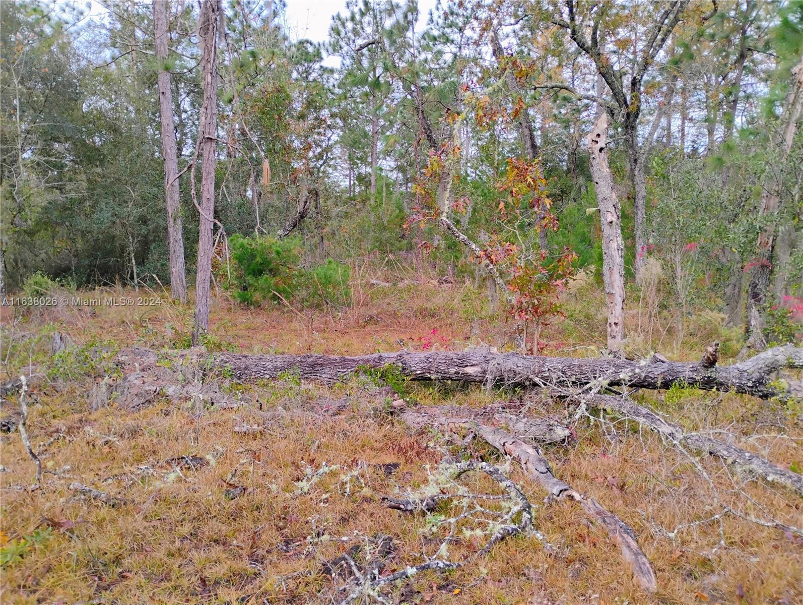107 rome, Palatka FL 32148 photo 2