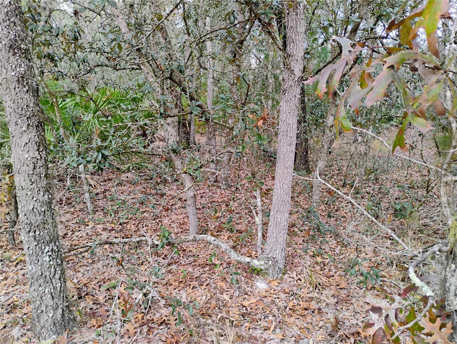 244 Thompson, Palatka FL 32148 photo 5
