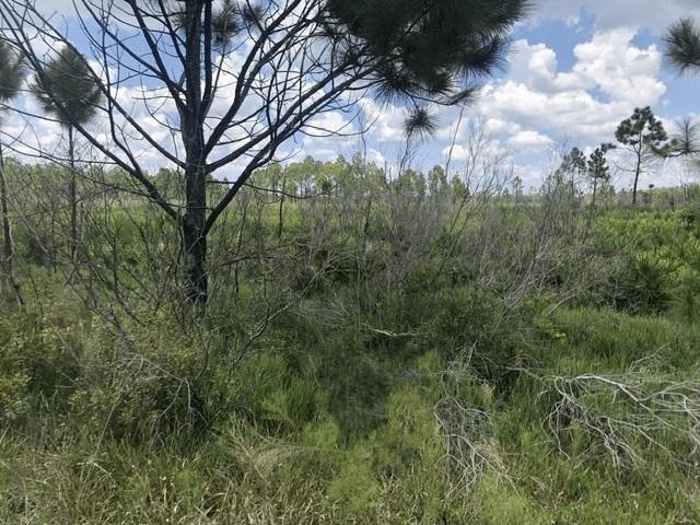 0 Xeriscape Nursery Road, Frostproof FL 33843