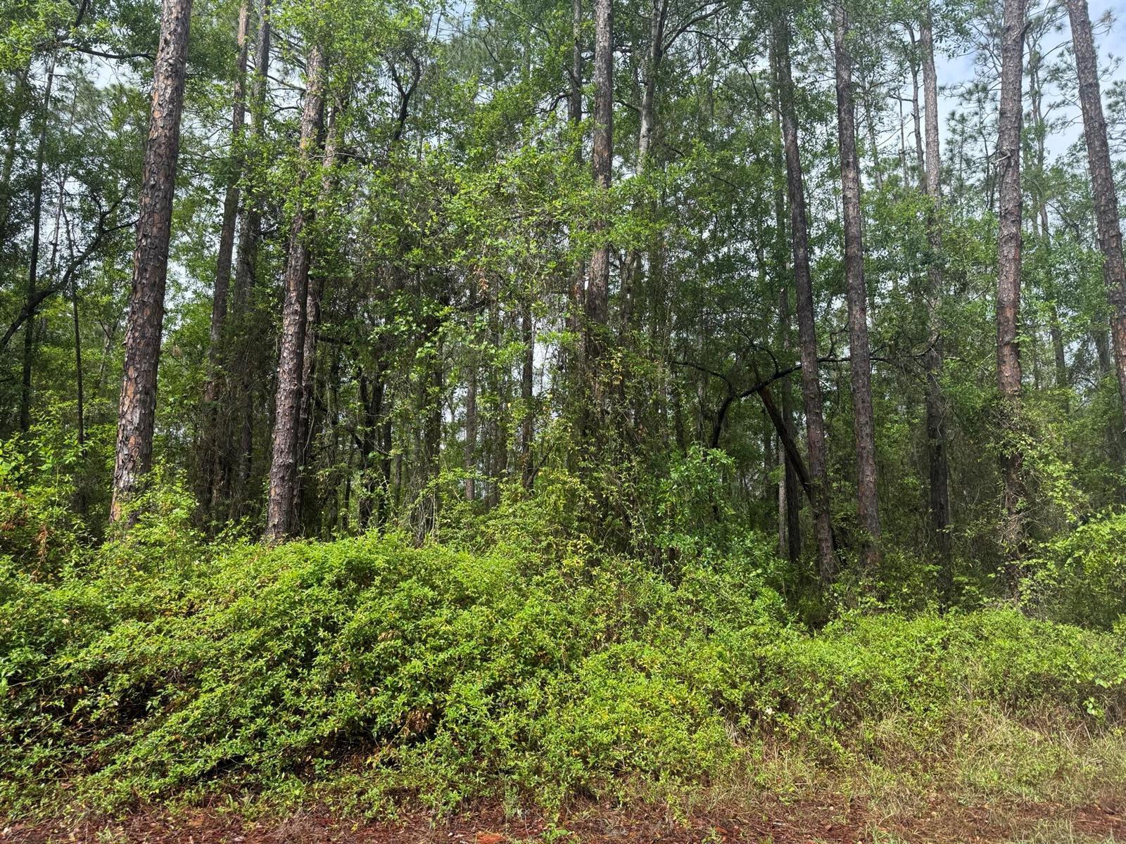 Tbd Seminole Avenue, FL 32148 photo 3