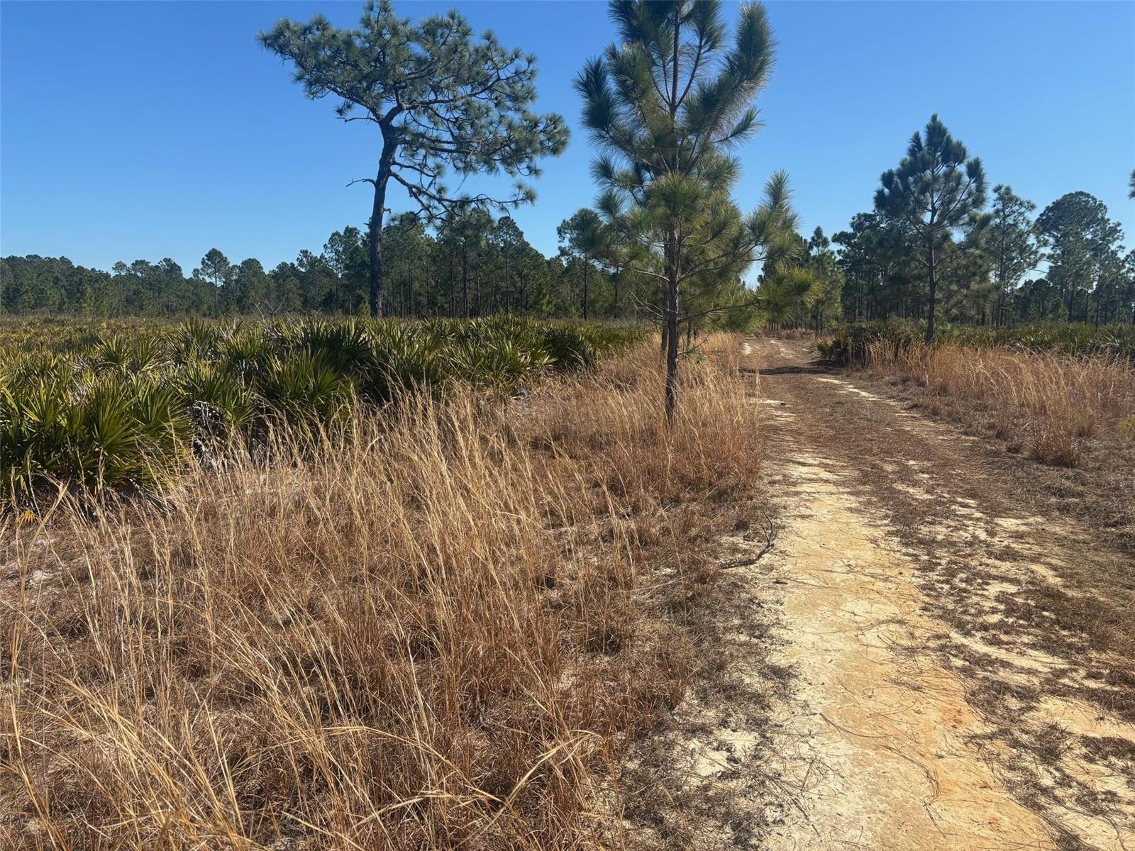 0 Xeriscape Nursery Road, Frostproof FL 33843 photo 2