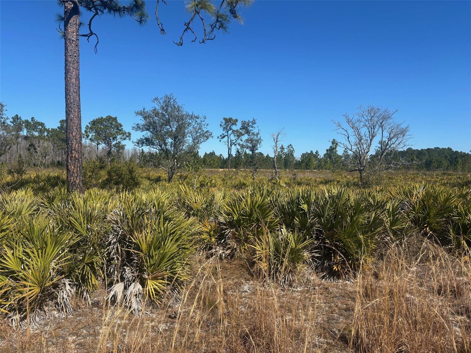0 Xeriscape Nursery Road, Frostproof FL 33843