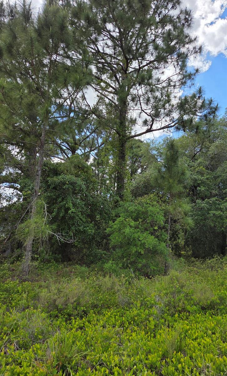 232 Silver Avenue, Lake Placid FL 33852 photo 4