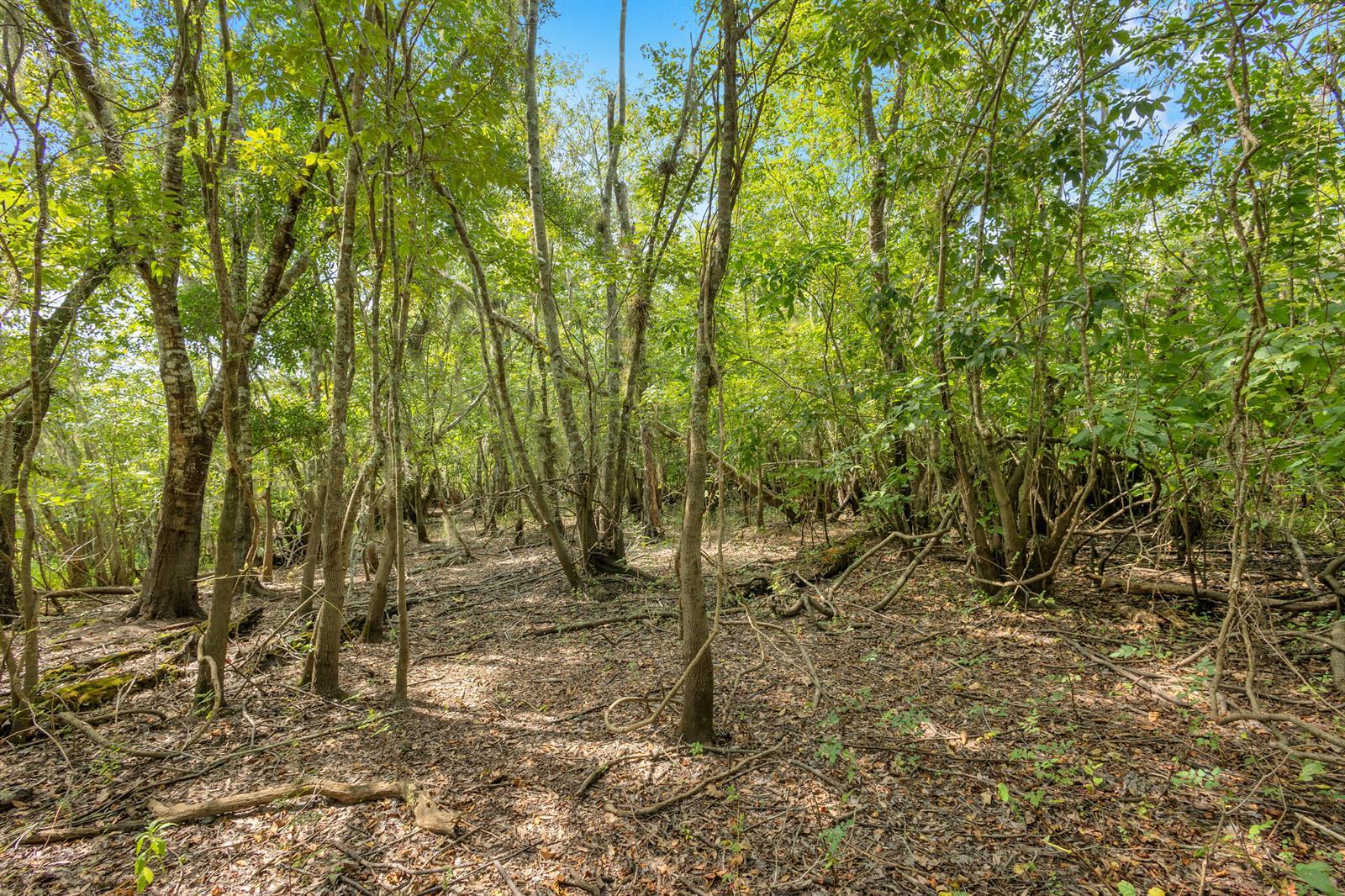 0000 Cummer Road, Deland FL 32720 photo 3