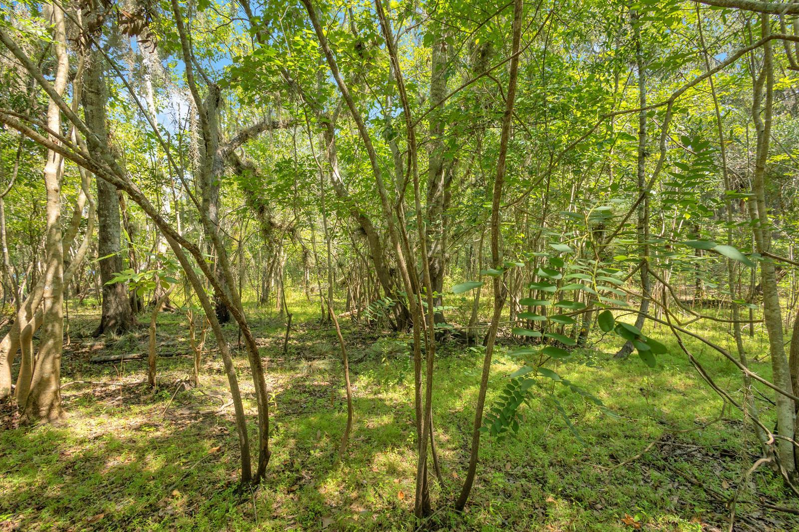 0000 Cummer Road, Deland FL 32720 photo 4