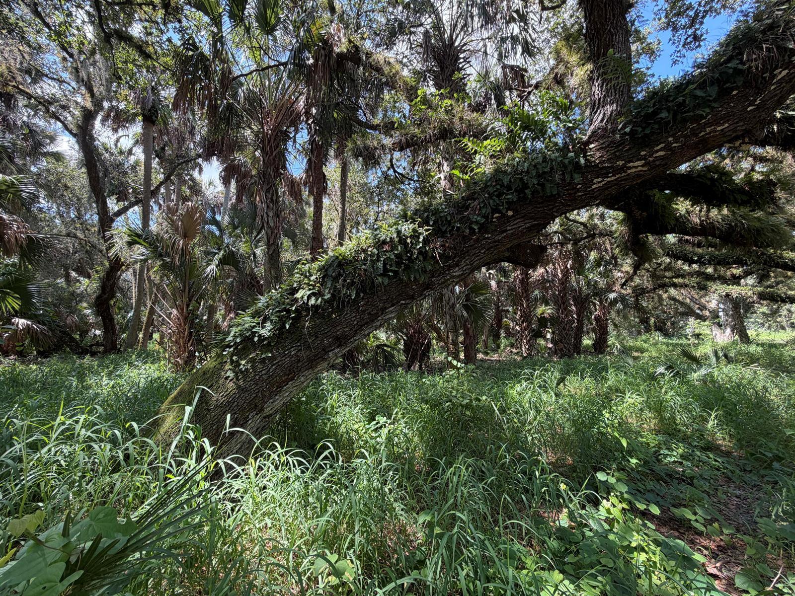 16477 NW 192nd Street, Okeechobee FL 34972