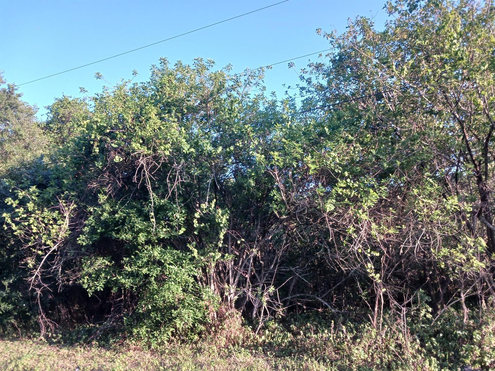 7025 NE 11TH Lane, Okeechobee FL 34974 photo 5