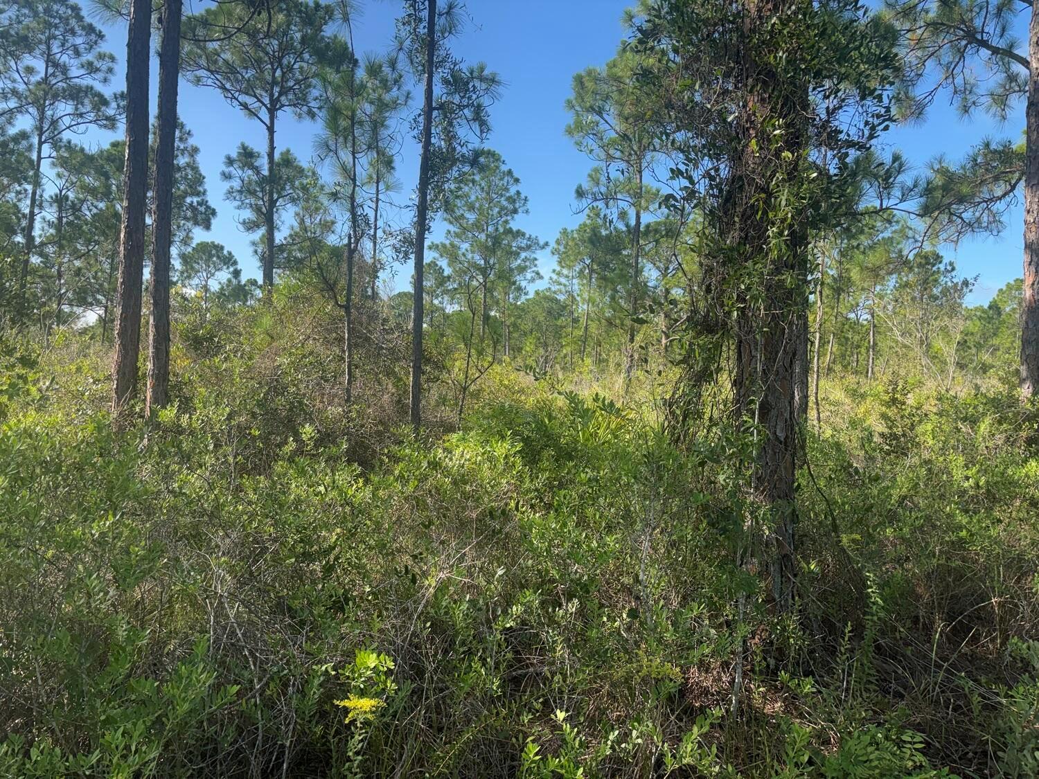 1017 Granger Street, Lake Placid FL 33852
