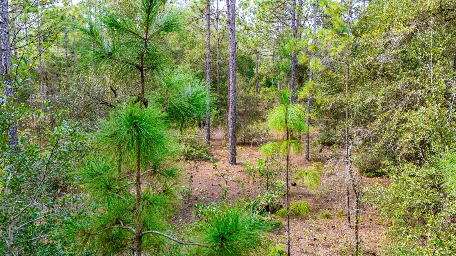 15515 SW 25th Place, Ocala FL 34481 photo 4